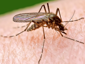 mosquito-zika-virus