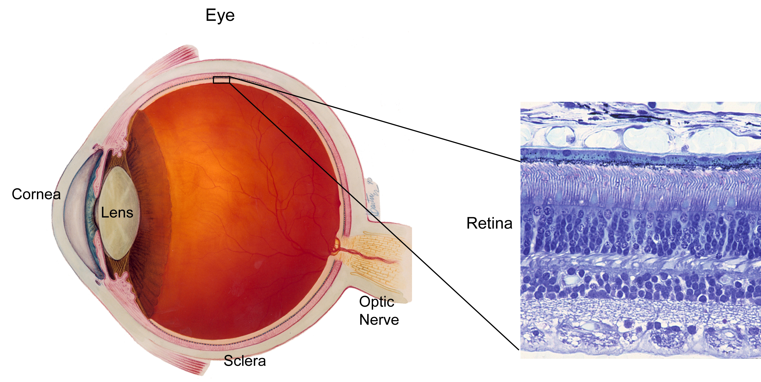 The Retina and Macula